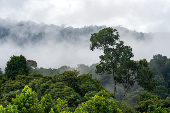 Francouzská Guyana